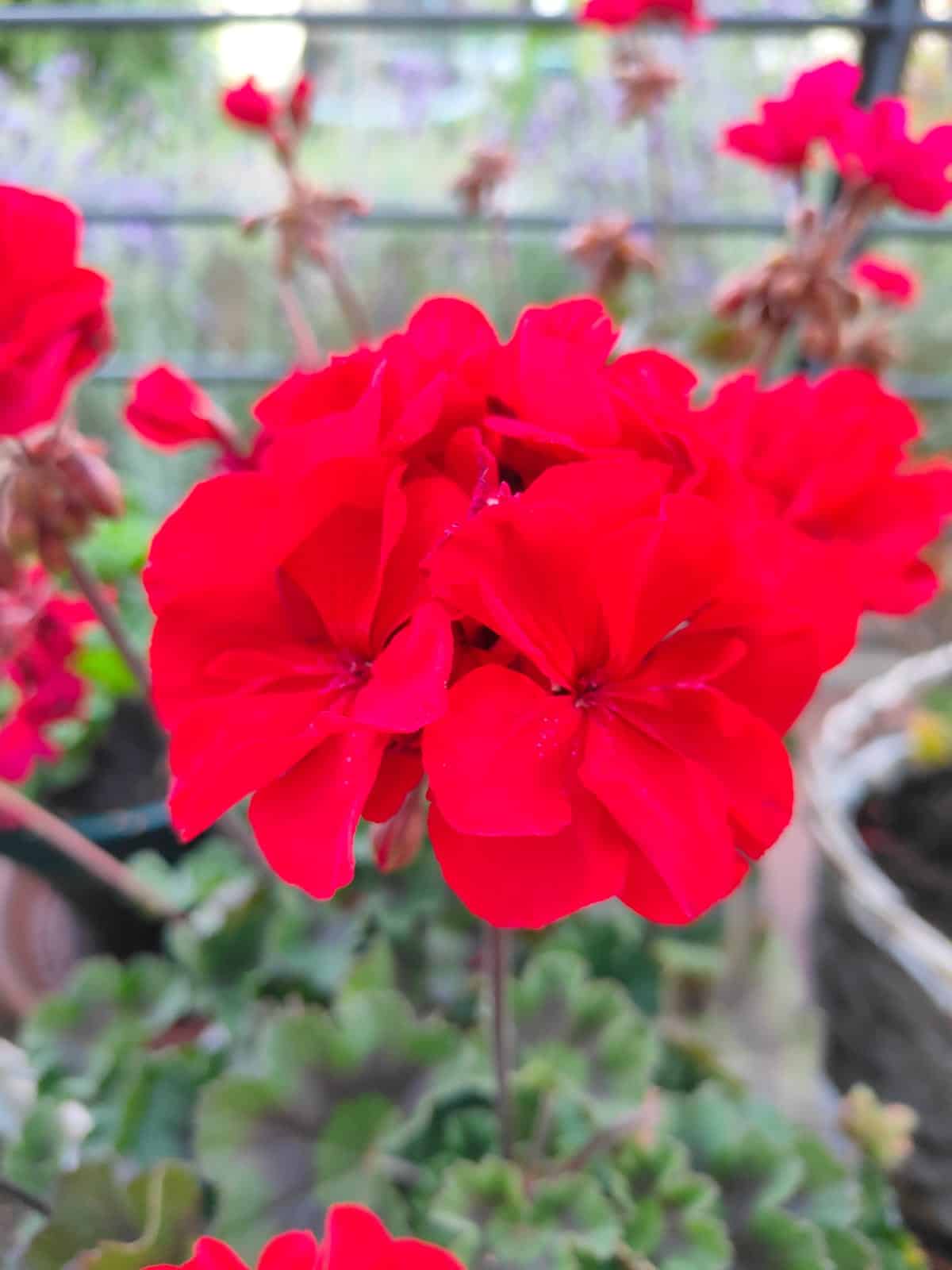 Beispielfoto Oppo Reno 10 Pro.