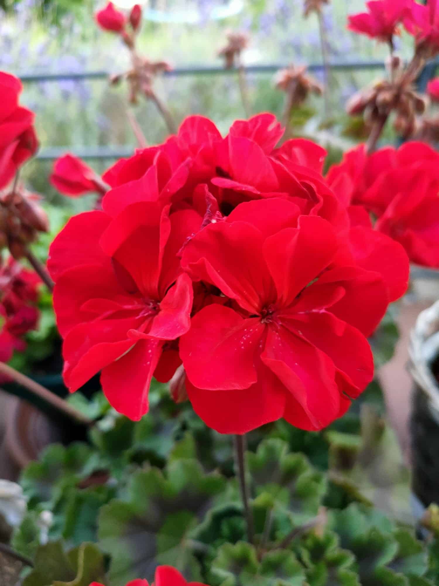 Beispielfoto Oppo Reno 4.