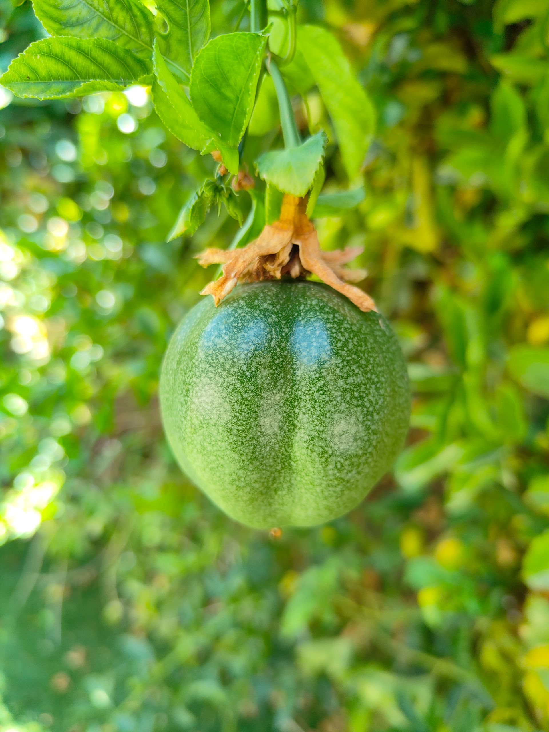 Beispielfoto der Kamera des Oppo Reno 10 Pro.