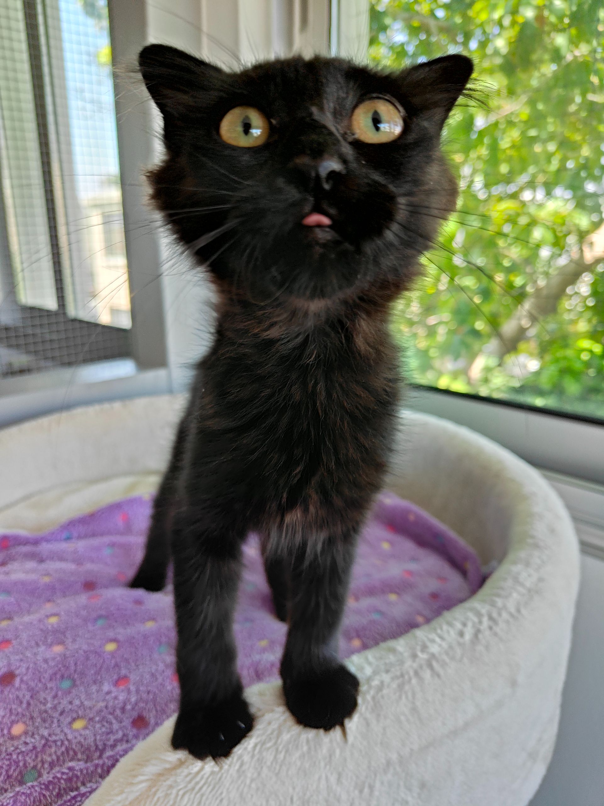 Beispielfoto der Kamera des Oppo Reno 10 Pro.