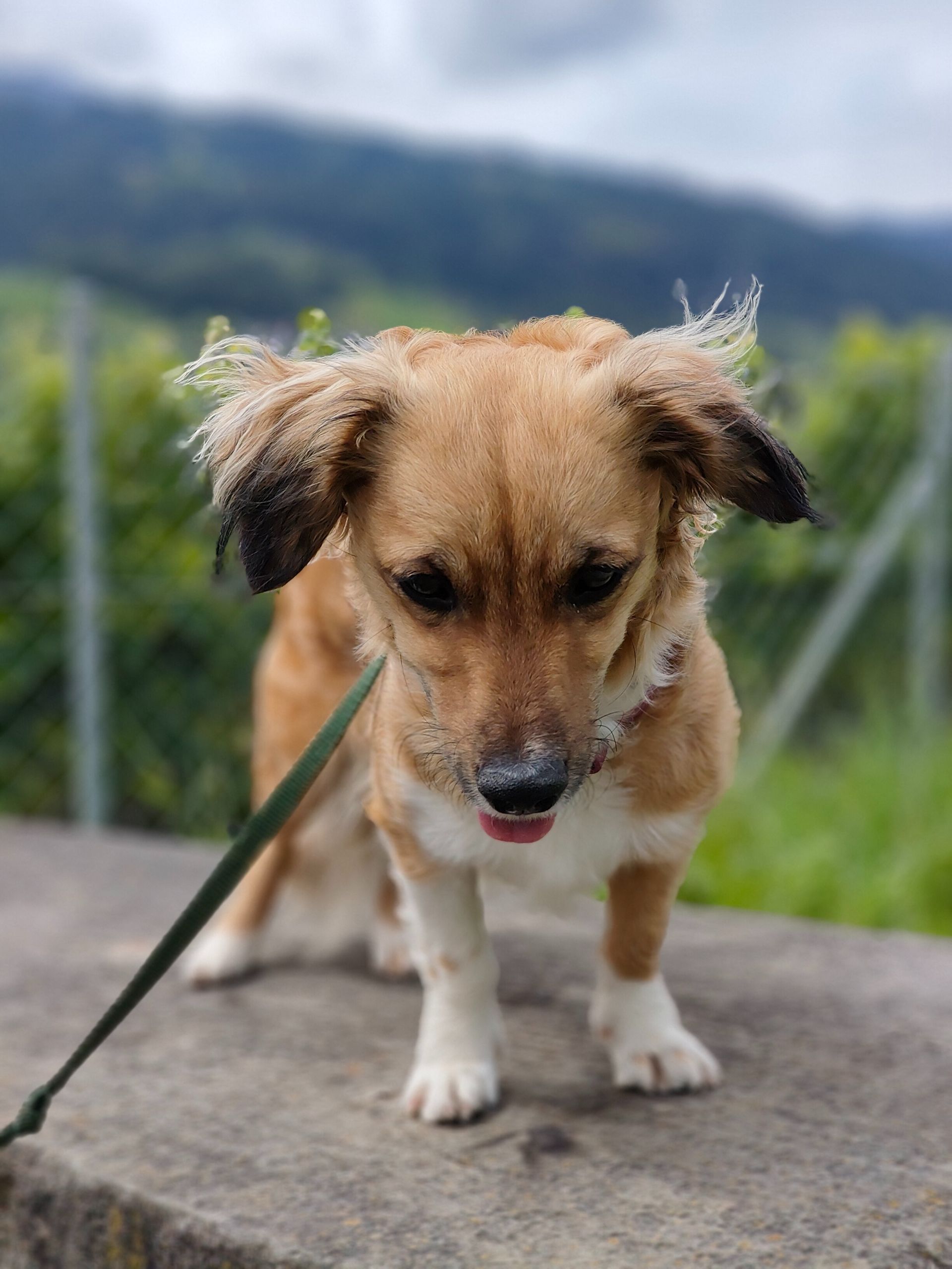 Beispielfoto Oppo Reno 10 Pro Portrait-Modus.