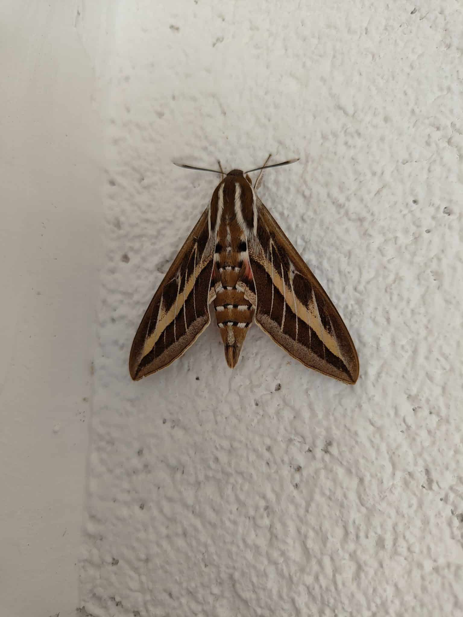 Beispielfoto Zoom mit dem Oppo Reno 10 Pro