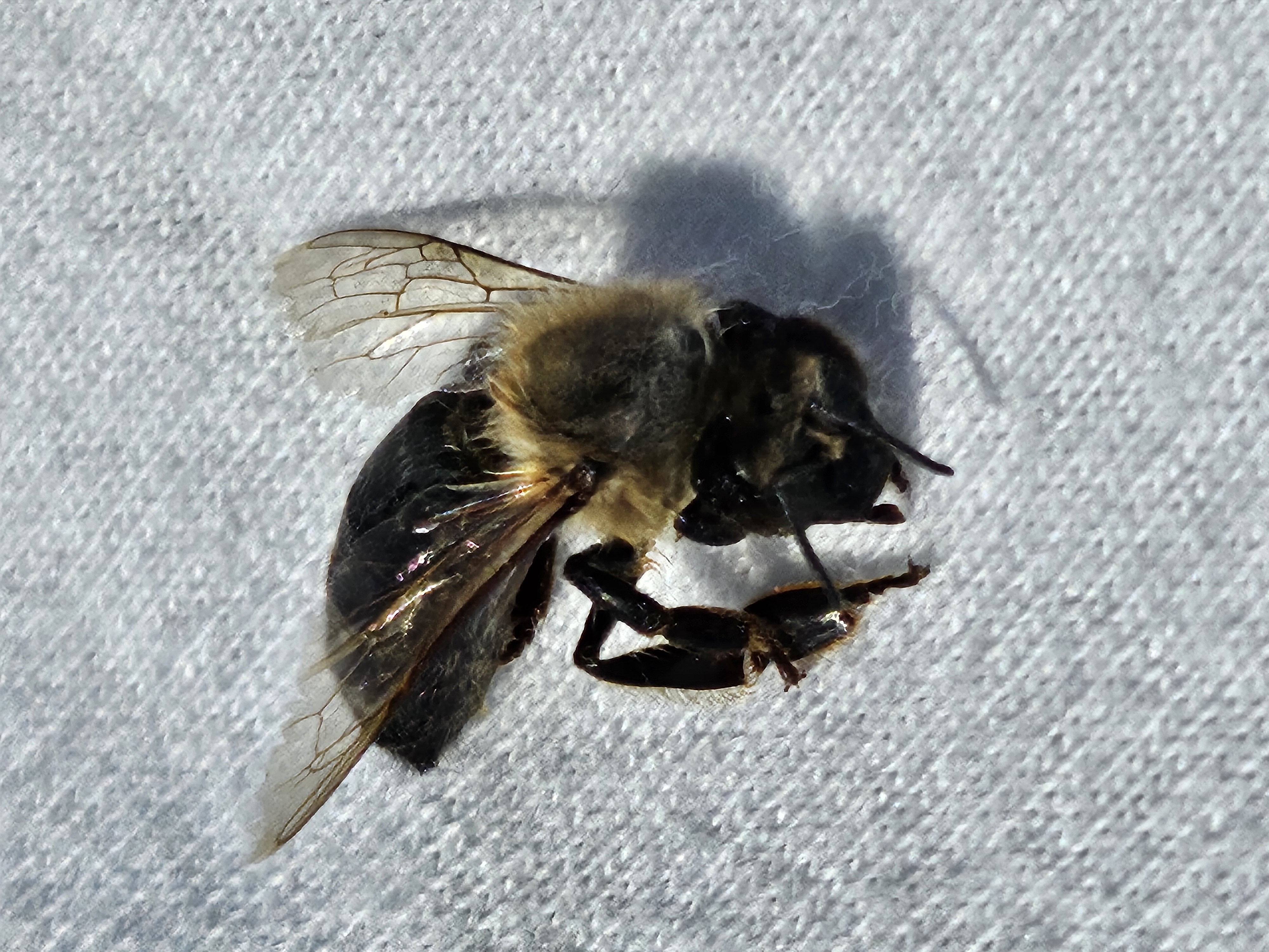 Beispielfoto Kamera Galaxy Z Flip 5.