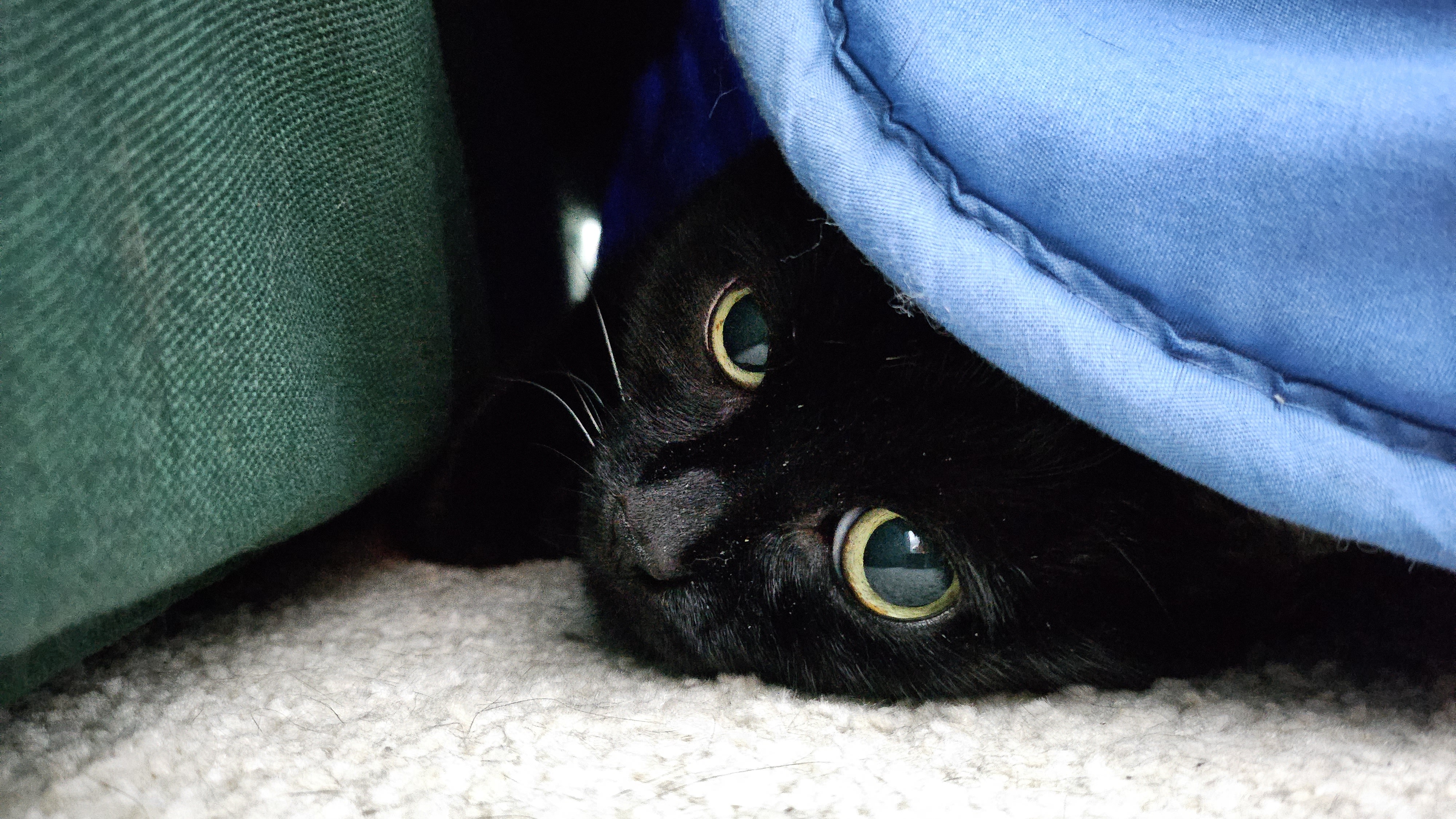 Beispielfoto Kamera Galaxy Z Flip 5.