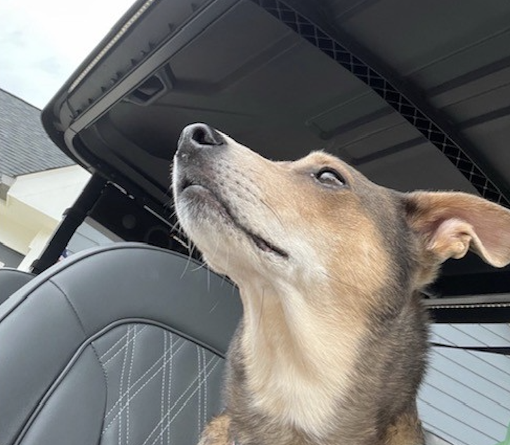 The family dog riding shotgun in the Rover XL