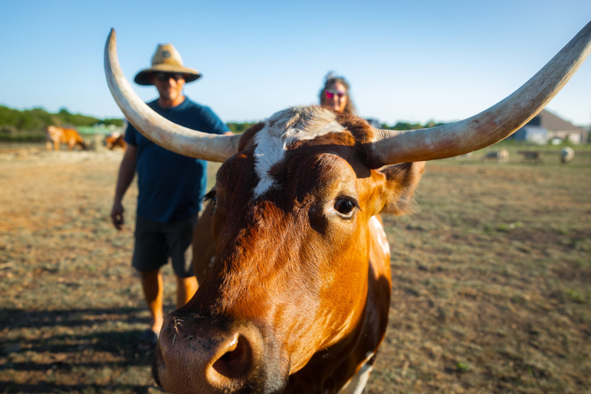A longhorn steer faces the camera as Justin and Alli walk behind him