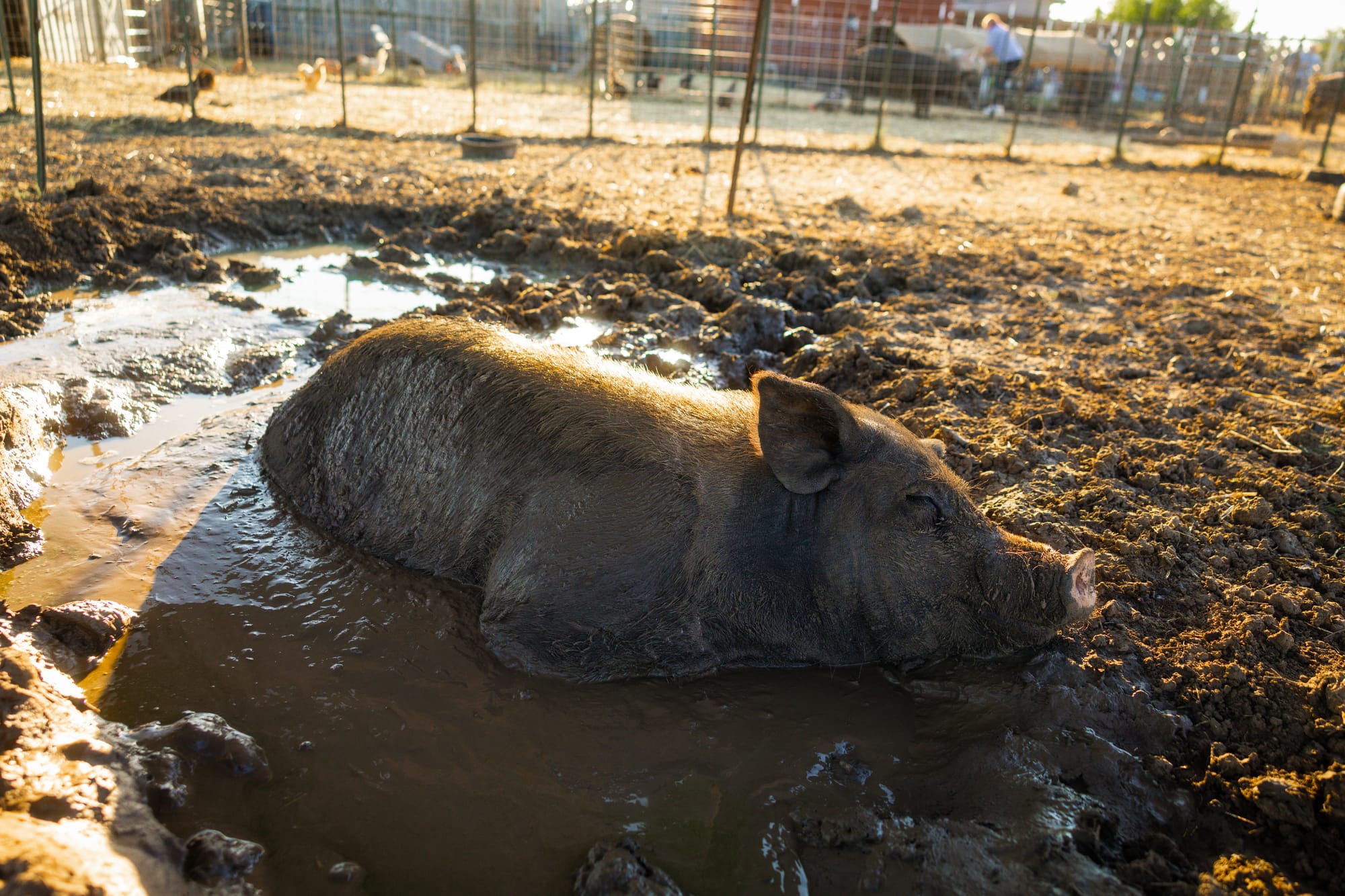 A pig relaxes in a cool mud wallow