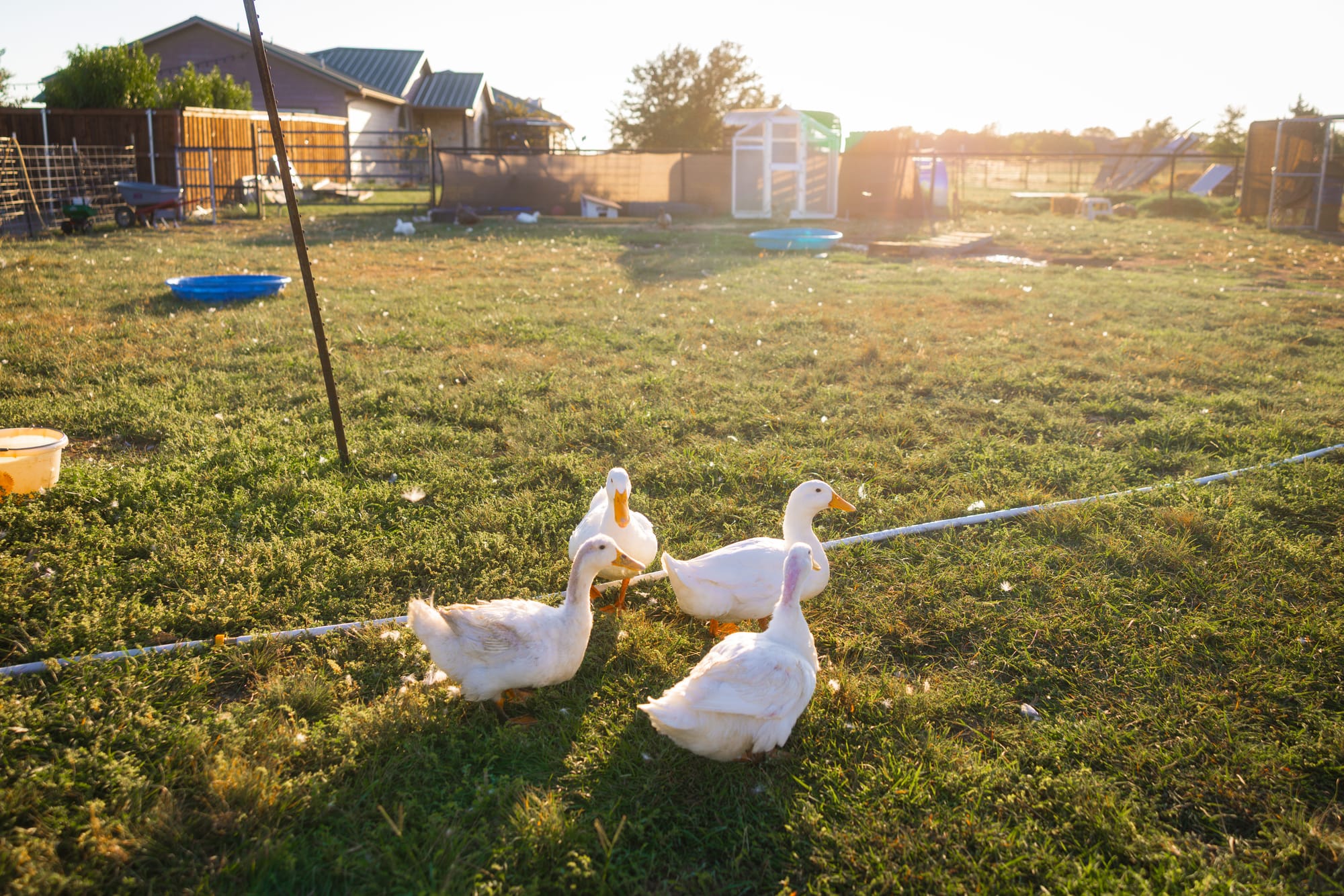 Four white ducks cross the grass at The Zend