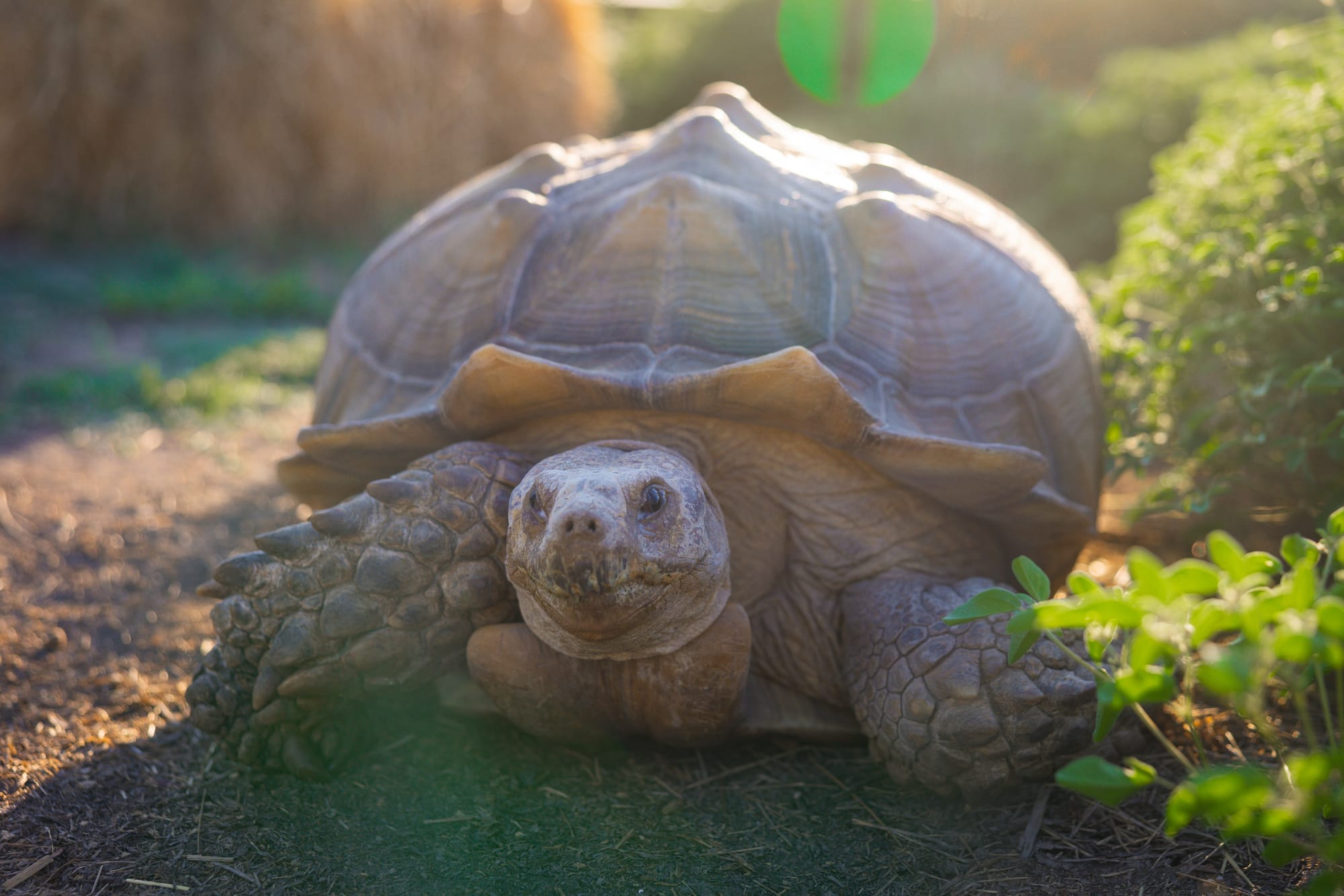A tortoise rests in the sun at The Zend