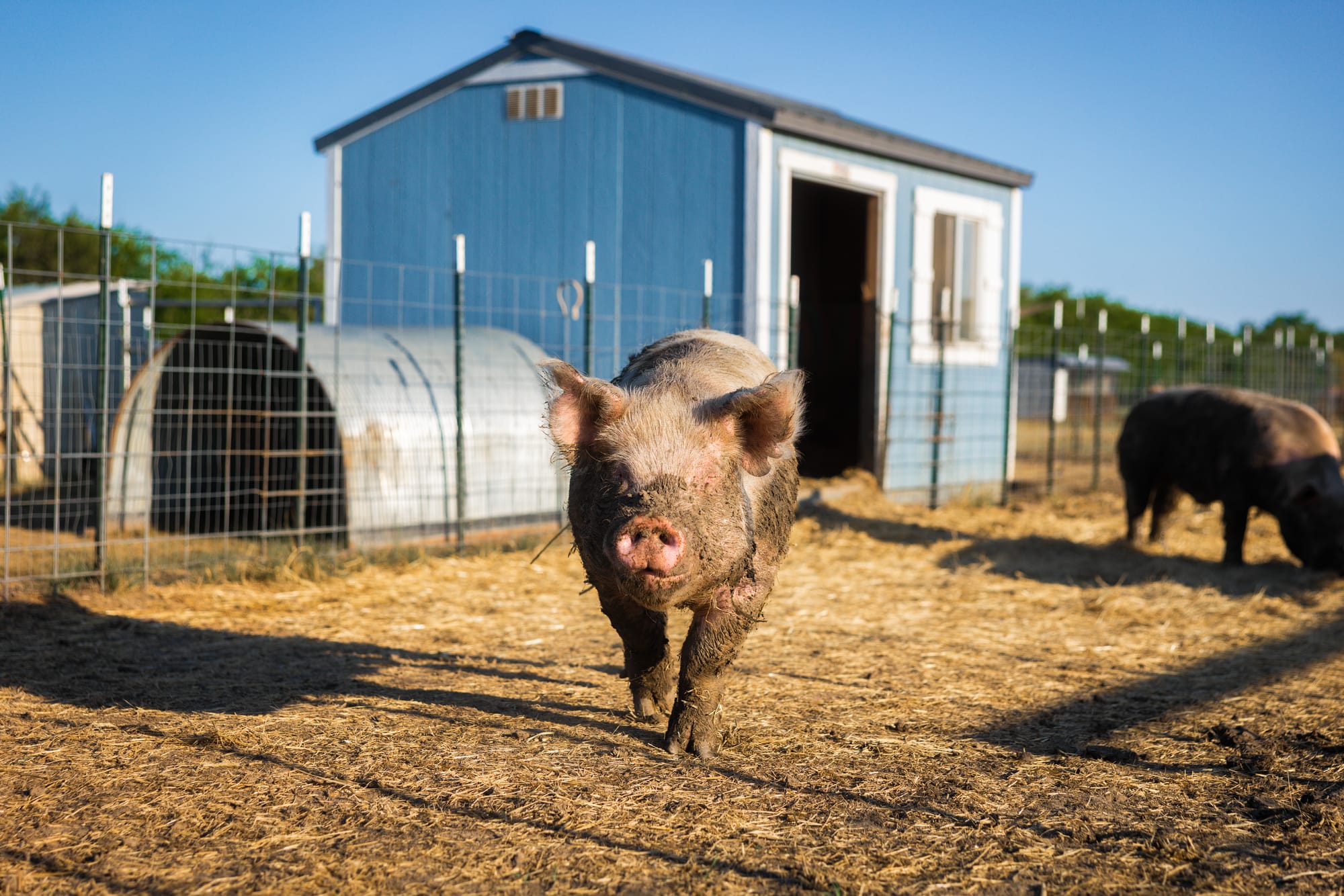 A rescued pig walks toward the camera at The Zend