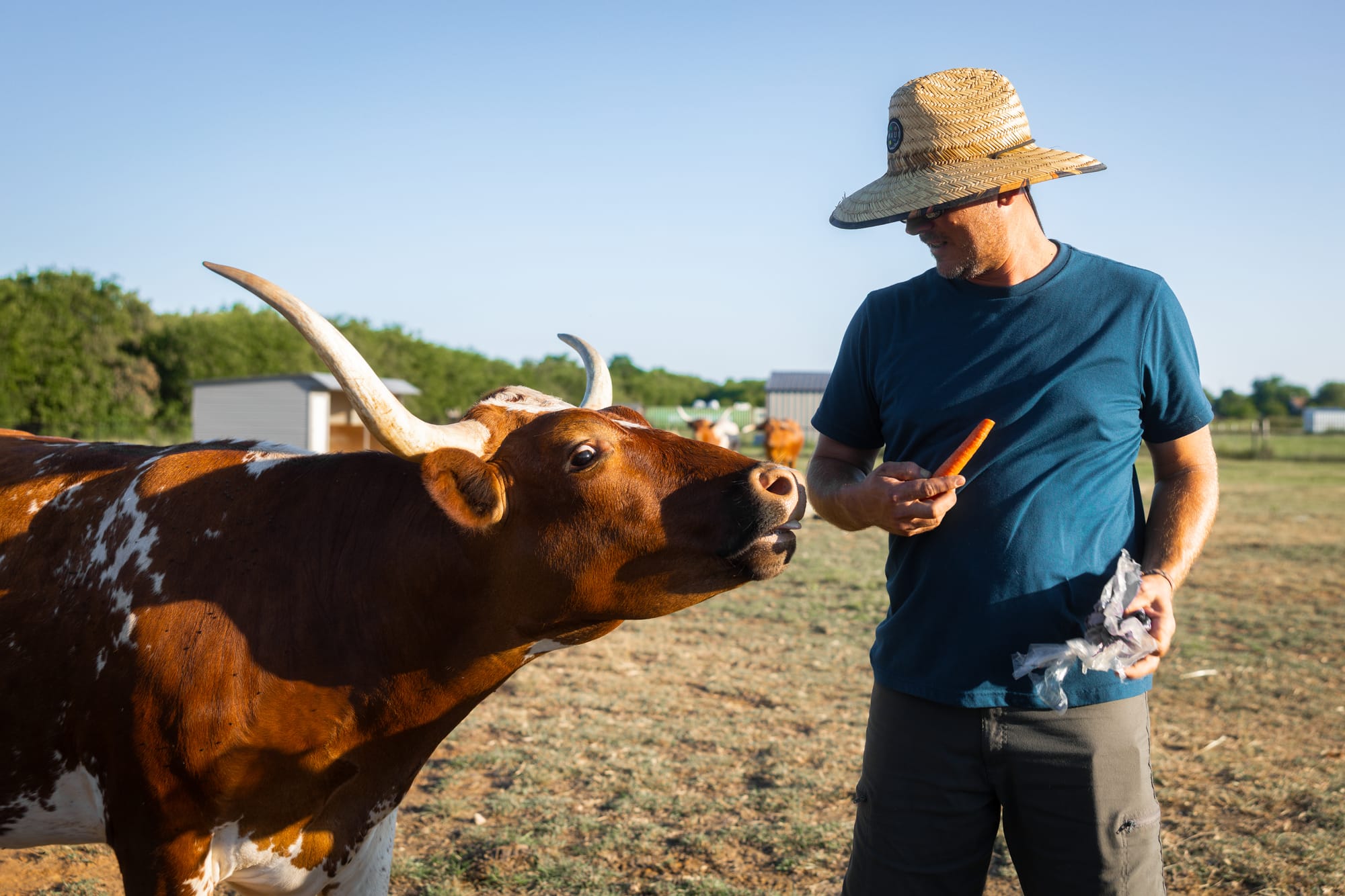 Justin offers a carrot to a longhorn