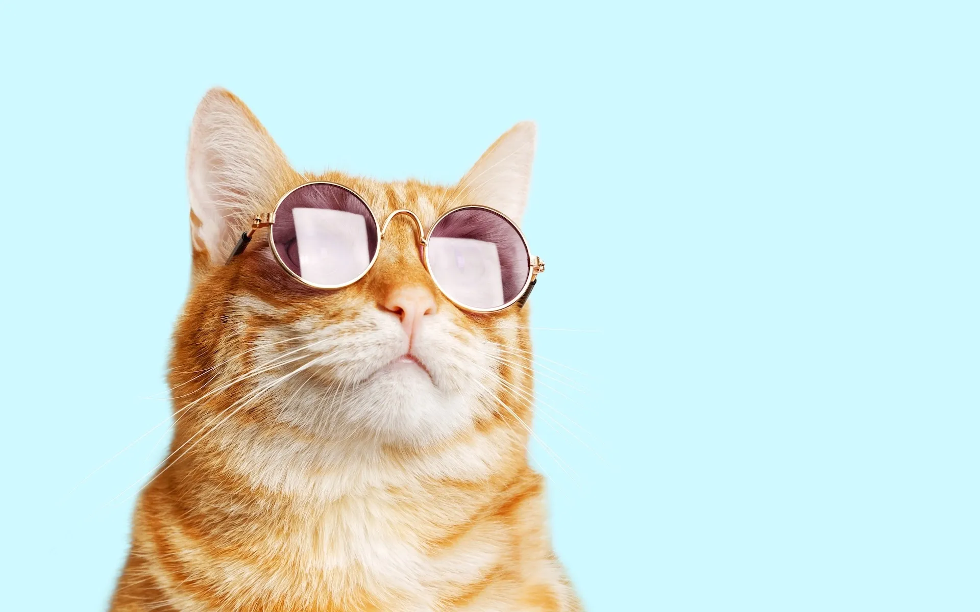 Cat with sunglasses on