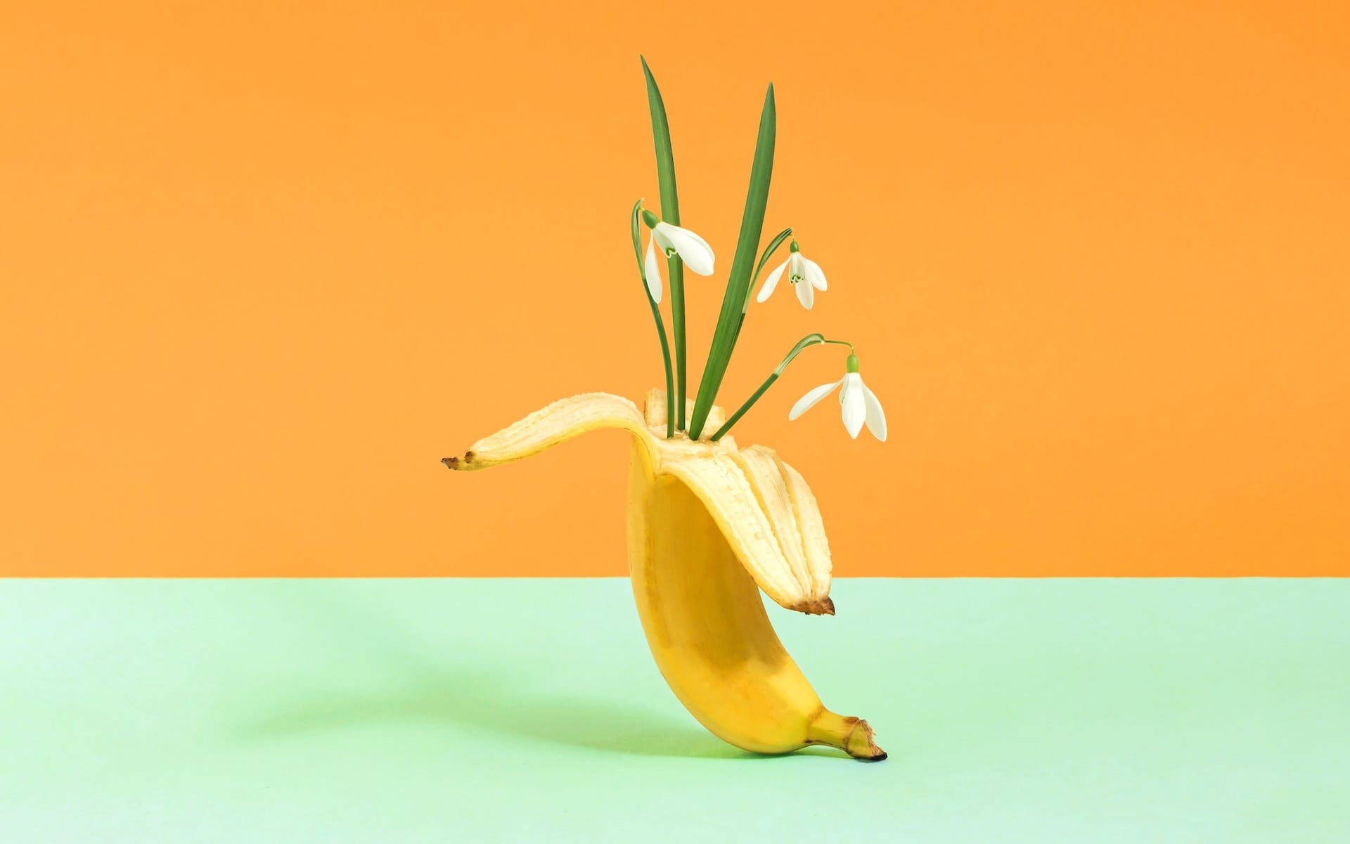 Snowdrops growing from a banana