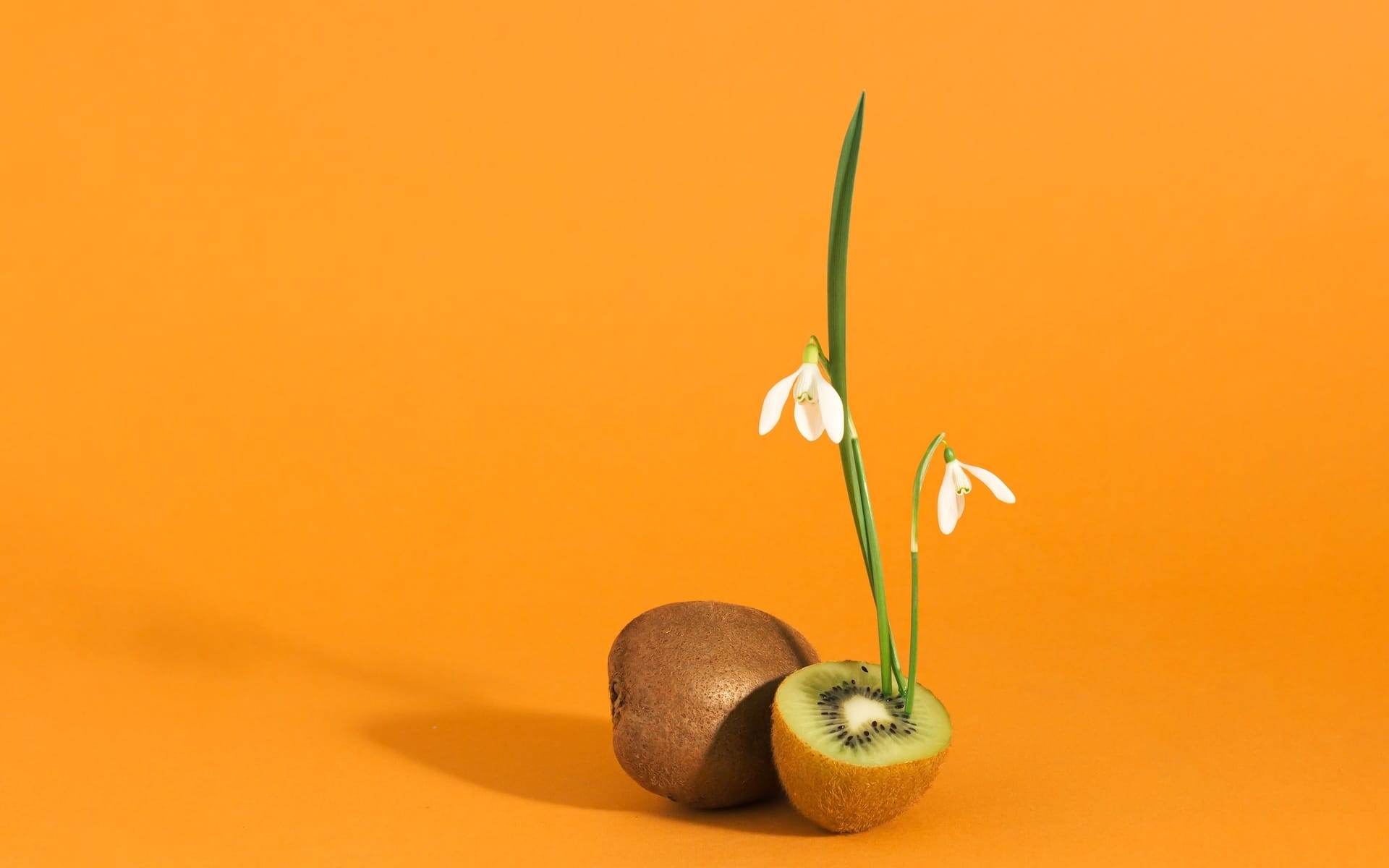 Snowdrops coming from a kiwi