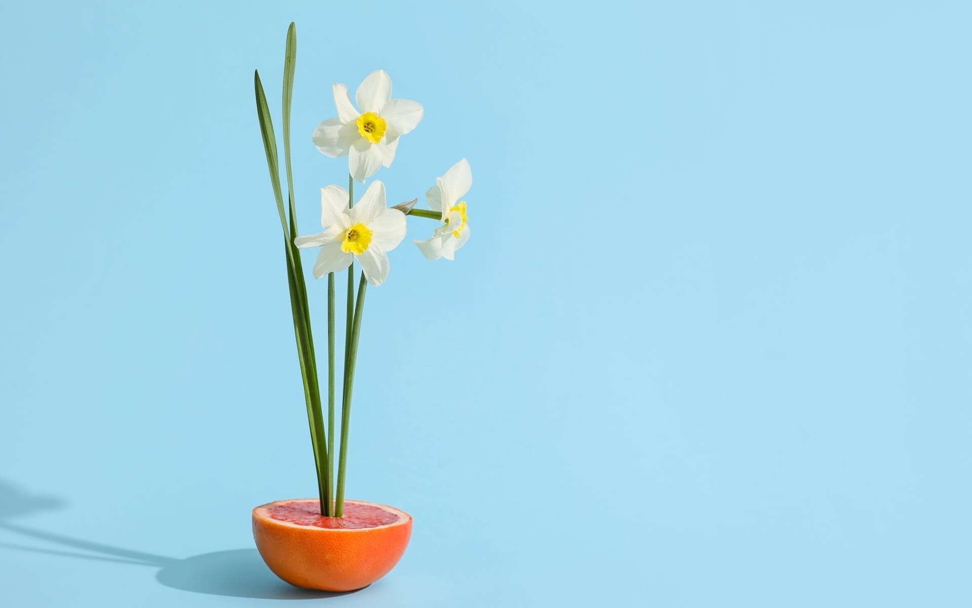 Flowers growing from a blood orange