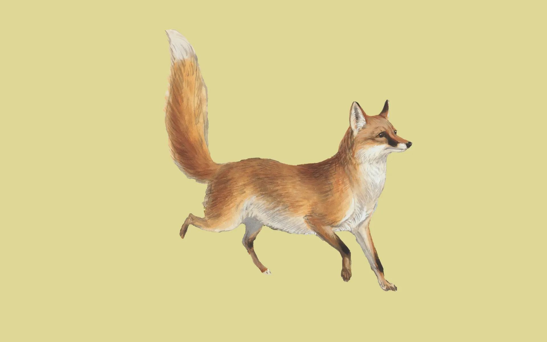 A fox