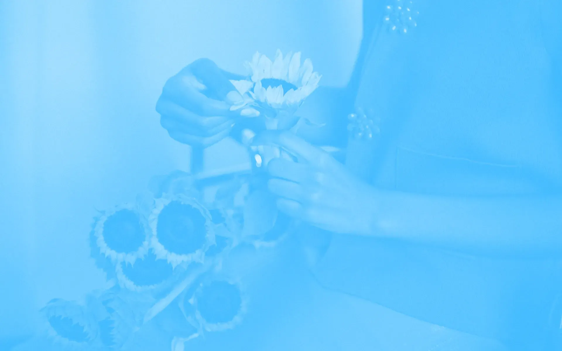 Someone tending to a bunch of sunflowers