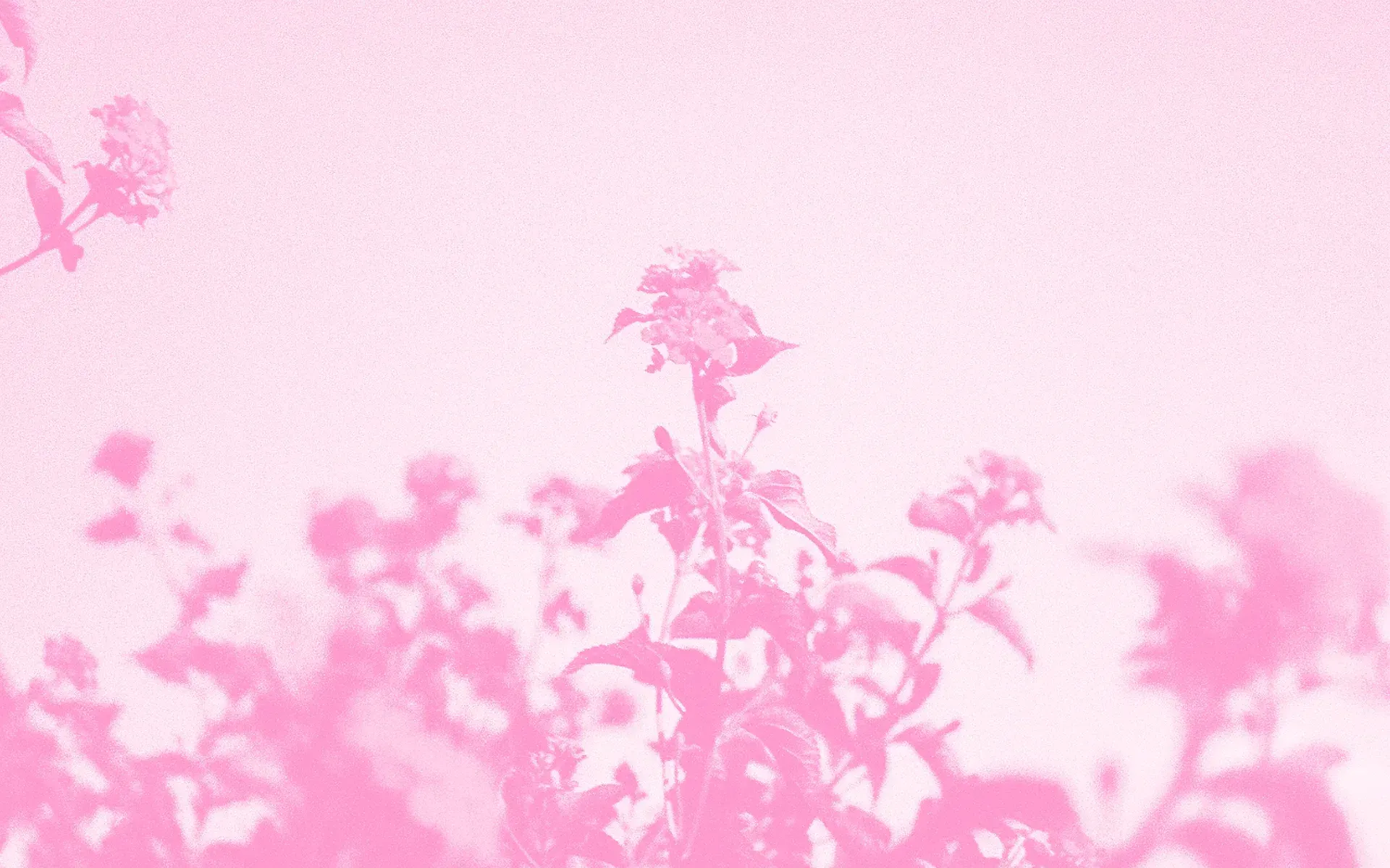 Some flowers in a field