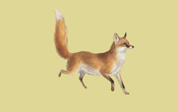 A fox