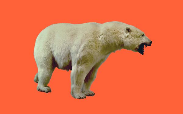 A polar bear