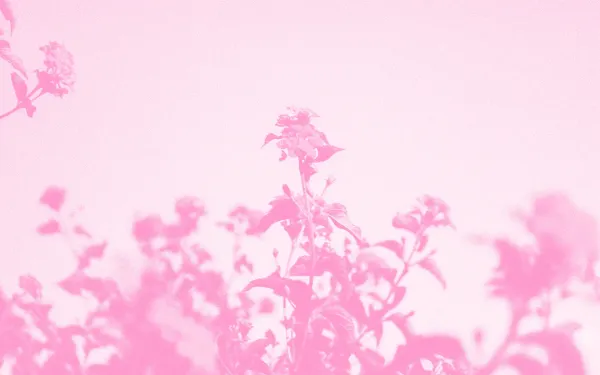 Some flowers in a field