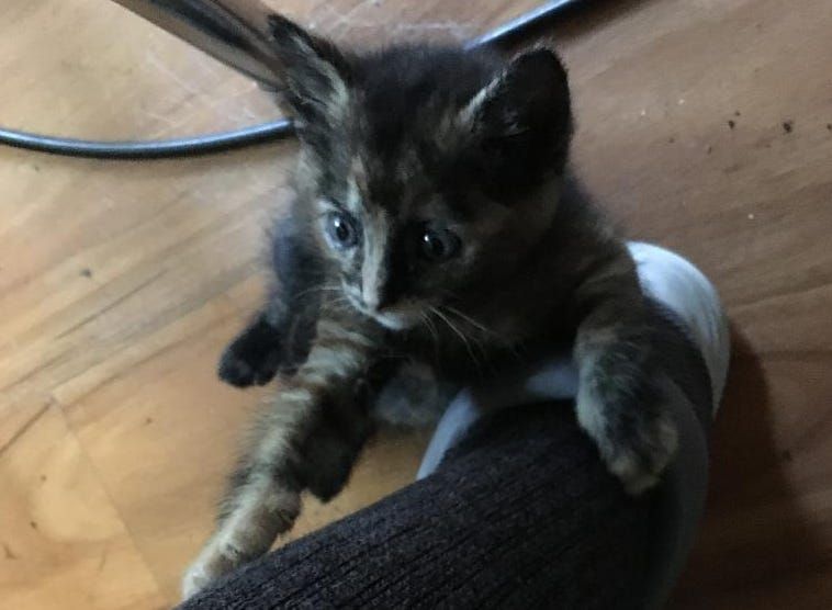 Gettin' kitten with the Indiana Pacers