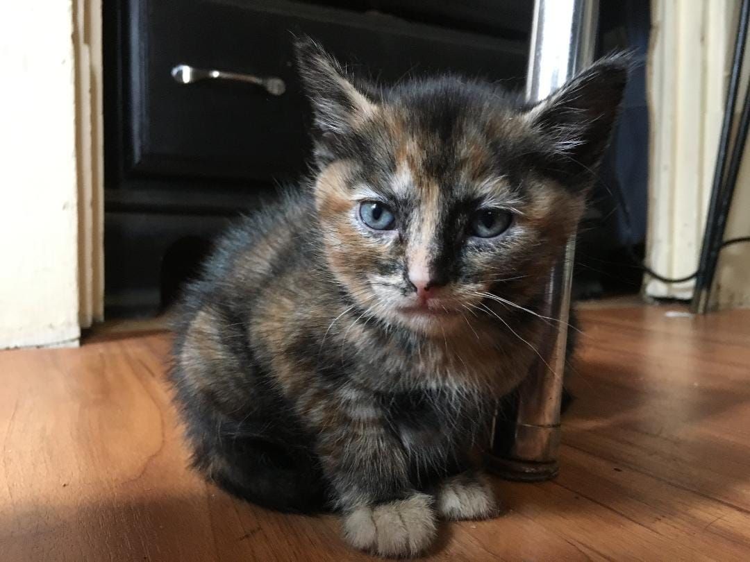 Gettin' kitten with the Detroit Pistons