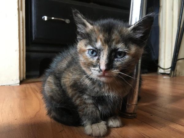 Gettin' kitten with the Detroit Pistons