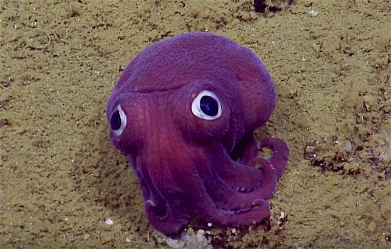 Octopus Is Ridiculous