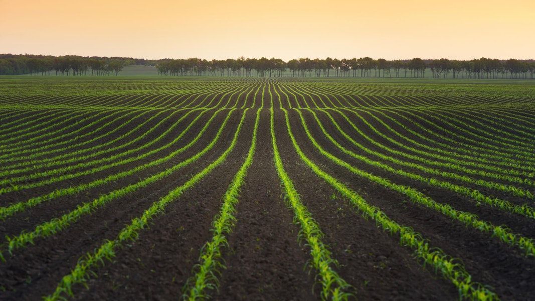 Comparing Two "-field" Theories