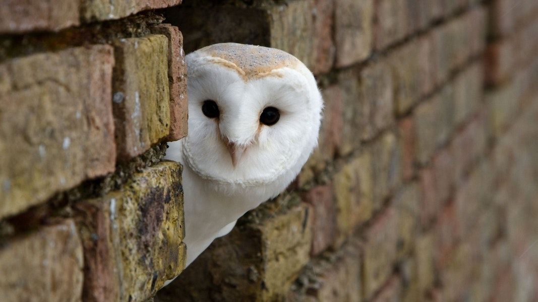 Looking Around the Corner