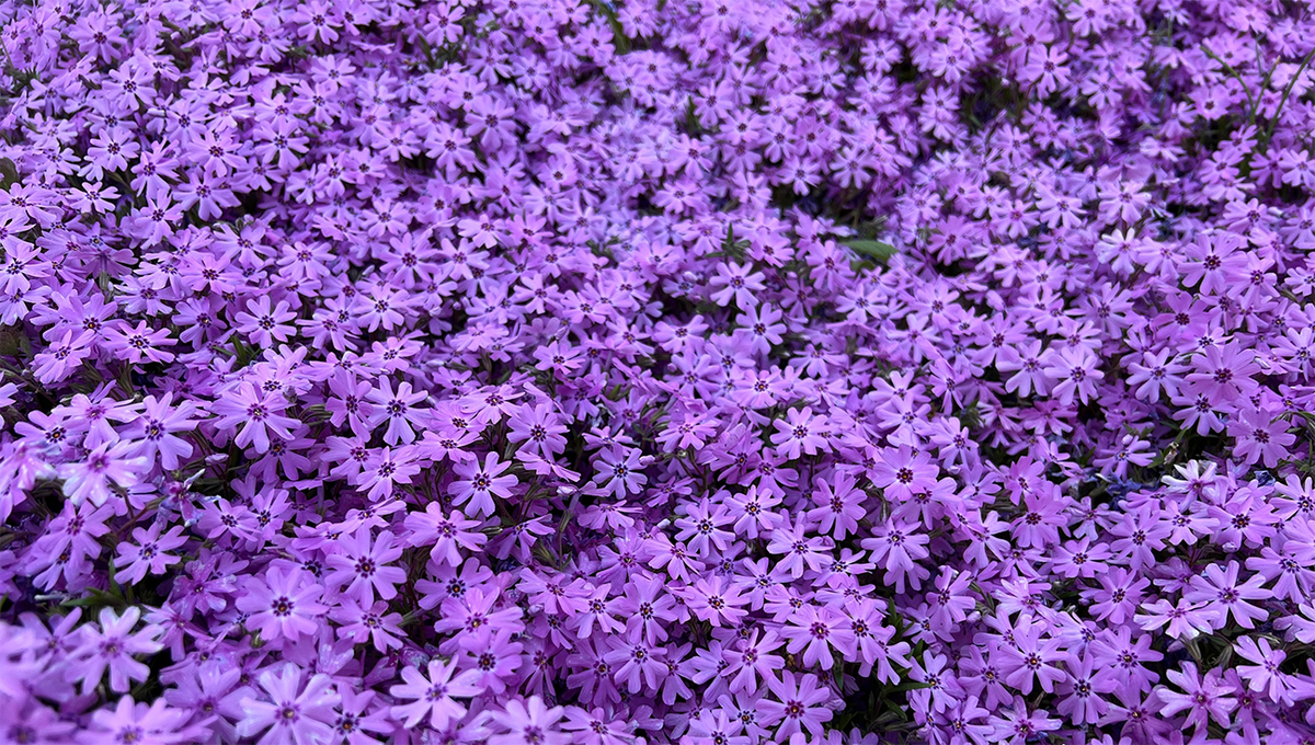 Spring v0.1.0: The Nostr Browser