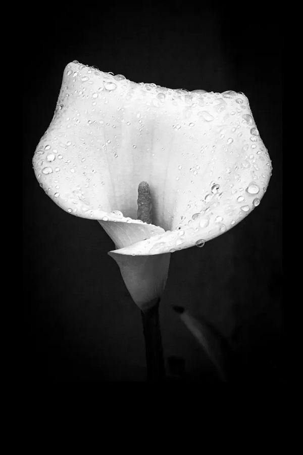 He Clothes the Lilies