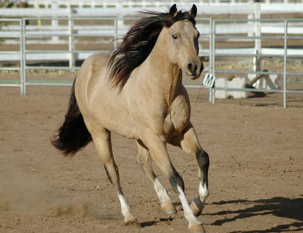 IPOs: Darwin on Steroids