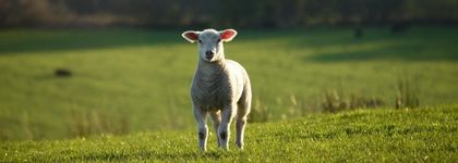 "I am the Lamb of God." screenplay.