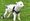 Baaa-rrmy lamb goes for a spin