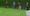 Croquet mallets unleashed