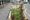 Pirate plants weeded out