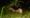 Their eyes glint in the dark