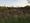 Adventures of an allotmenteer