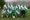 Home and away for Icklesham
