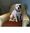 Local dog needs home
