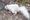 White squirrel in Icklesham