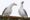 Living with gulls