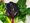 Flower and vegetable show