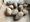 Chitting your spuds