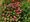 Flower farm starts up