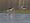 Black-winged stilt diary