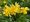 March 22 - National Daffodil Day