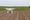 Drones used in farm thefts